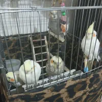 عروس هلندی
