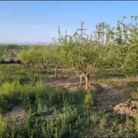 قطعات طلاب (واقعی)