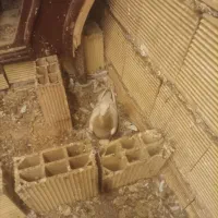 کفتر|پرنده|مشهد, خواجه ربیع|دیوار