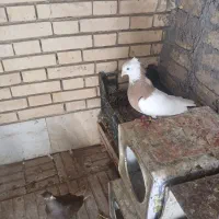 کبوتر نقش