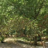 باغ ۲۰۰۰ متری مارکده ۱ میلیارد