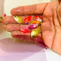 ماهی کالرویدو رنگی