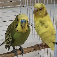 یک جفت مرغ عشق سالم + قفس به همراه تمام لوازم