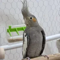 عروس هلندی نر