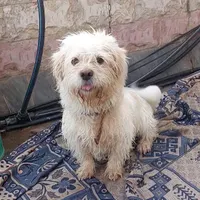 سگ اشپیز قیمت مناسب