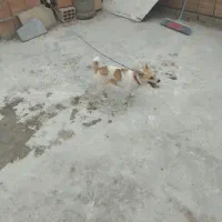 سگ‌پایمیری‌سایز.کوچک‌ماده
