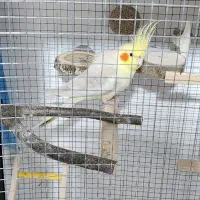 عروس هلندی جفت مولد به شرط