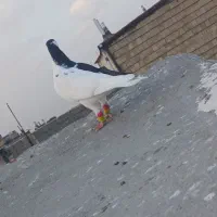 ماده راست سیاه مگسی