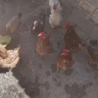 مرغ تخم مرغی