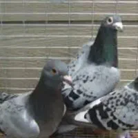 کبوتر مسافتی