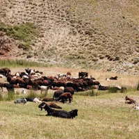 زنده زاگرس زیر نظر وزارت بهداشت