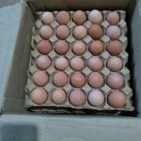 تخم مرغ محلی