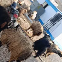 میش بره داشتی