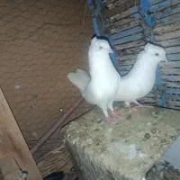 کفتر