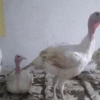 بوقلمون سفید (بیوتی/ گوشتی)