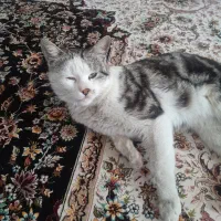 گربه نر دو ساله توی خونه به دنیا اومده