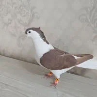 نرماده دوبال عتیغه
