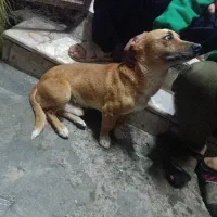 سگ باهوش