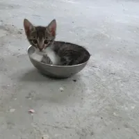 واگذاری بچه گربه فوری