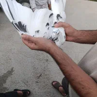 سوسکی سیاه  سار سیاه طاقدوم سیاه ماده