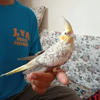پرنده