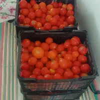 گوجه درجه یک
