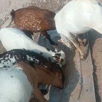 کهره نر