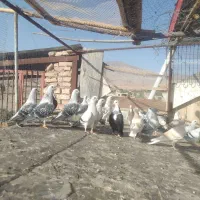 کبوتر شامی