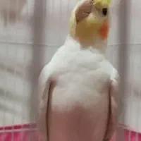 عروس هلندی نر