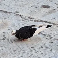 کبوتر کفتر شازده و سرکه ای