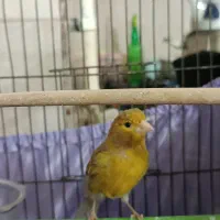 سه عدد قناری