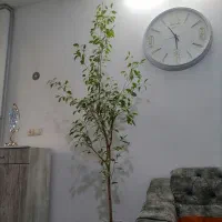 درختچه بنجامین ابلغ دومتری  باگلدون سرامیکی
