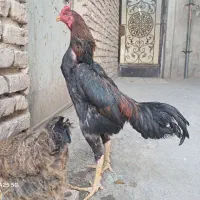 یک خروس لاری سالم ودو مرغ رسمی تخمی۶۰۰۰۰۰۰تومان