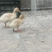 اردک