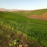 کاردرمزرعه