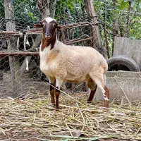 گوسفند نر‌ نژاد تاب