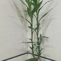 زمین تجاری خیابان سلطان محراب