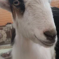 یک عدد بز غاله
