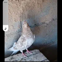 دم سفید
