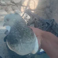 پرنده