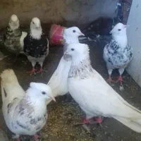 کبوتر طوقی الماسی