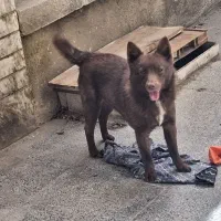 سگ شیتزو،پامرین جهت کشش با سگ نر شما