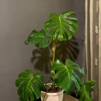 گل برگ انجیری مناسب هدیه