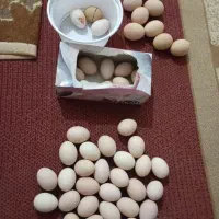تخم مرغ دورگ کاکل و ریش نطفه دار