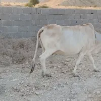 فروش گاو