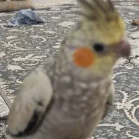 عروس هلندی
