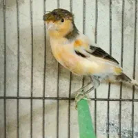 قناری نر