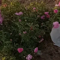 گل محمدی