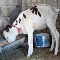 گوساله ماده سمیتال