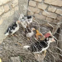 جوجه گلین لری.